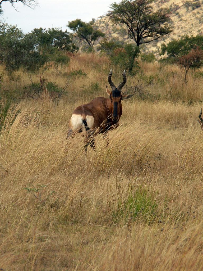 090516_Pilanesberg 081.jpg